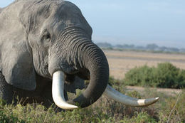 Image of African bush elephant