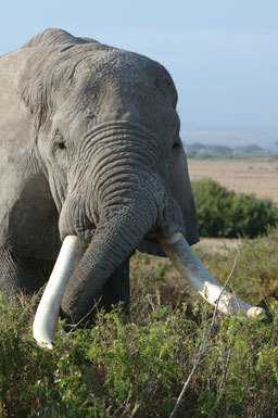 Image of African bush elephant