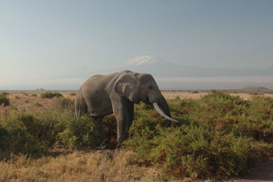 Image of African bush elephant