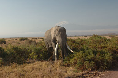 Image of African bush elephant