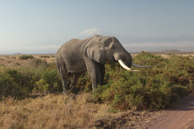 Image of African bush elephant