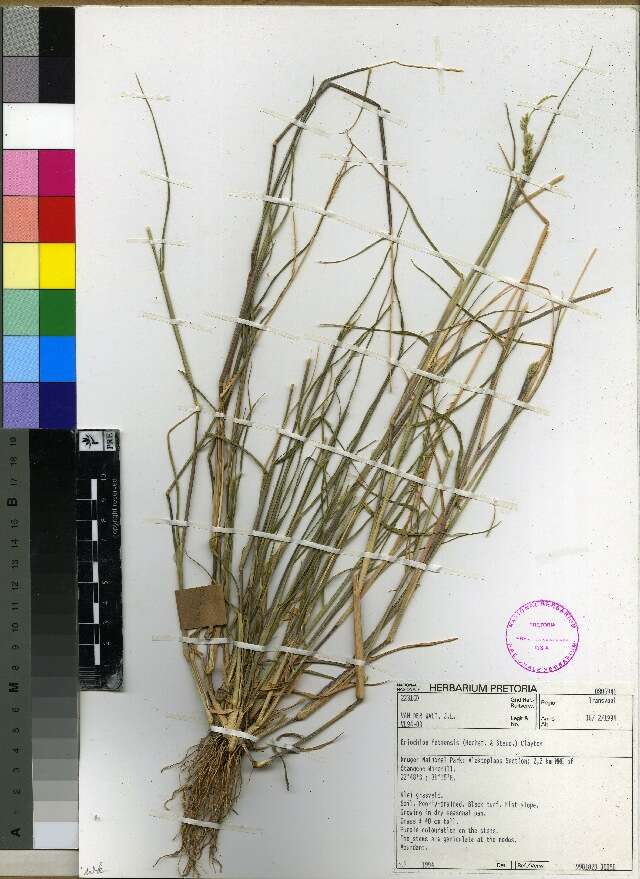 Imagem de Eriochloa