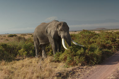 Image of African bush elephant