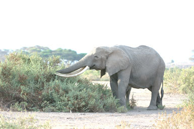 Image of African bush elephant