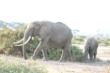 Image of African bush elephant