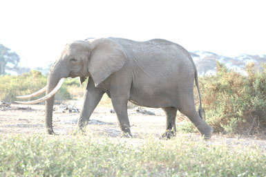 Image of African bush elephant