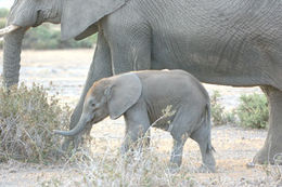 Image of African bush elephant