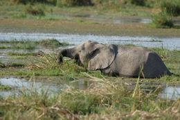 Image of African bush elephant