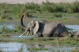 Image of African bush elephant