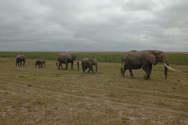 Image of African bush elephant