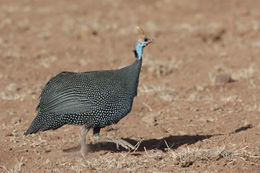 Image of Helmeted Guineafowl