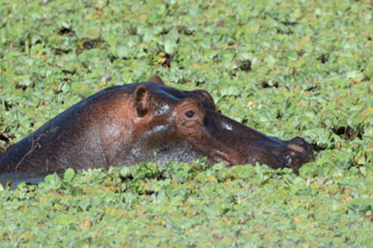 Image of Common Hippopotamus