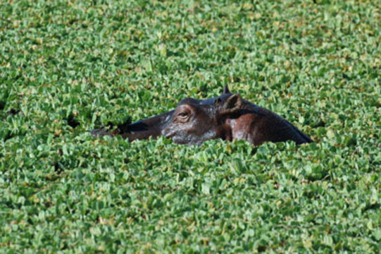 Image of Common Hippopotamus