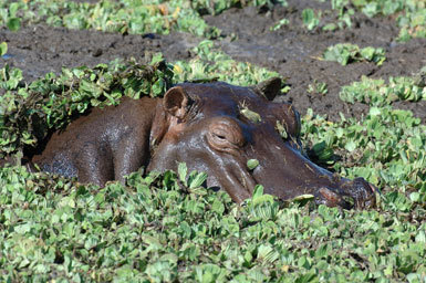 Image of Common Hippopotamus