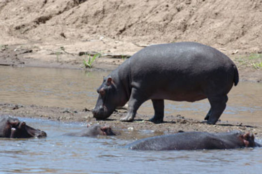 Image of Common Hippopotamus