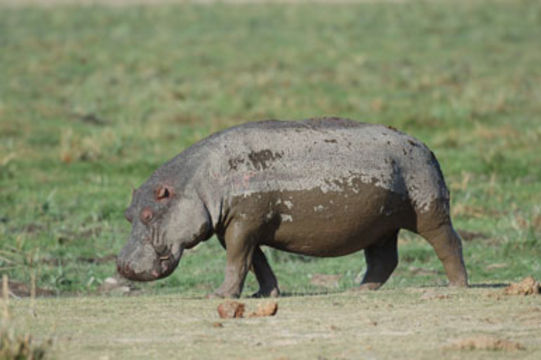 Image of Common Hippopotamus