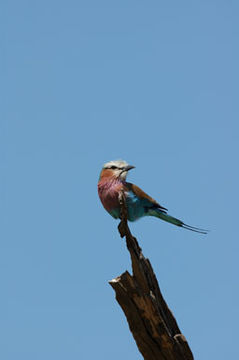 Image of Lilac-breasted Roller