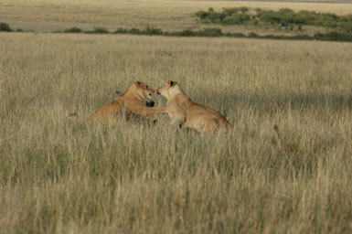 Image of African Lion