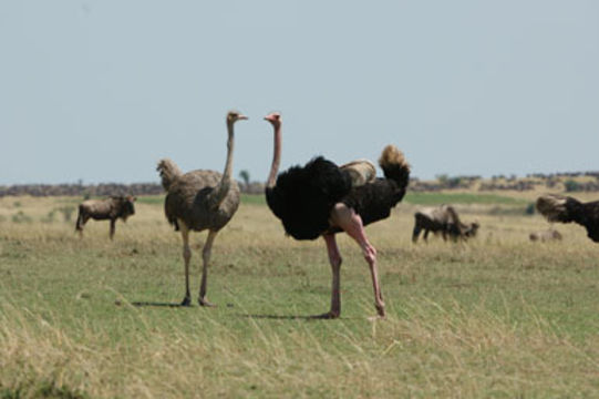 Image of Masai ostrich