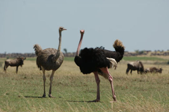 Image of Masai ostrich