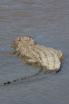 Image of Nile crocodile