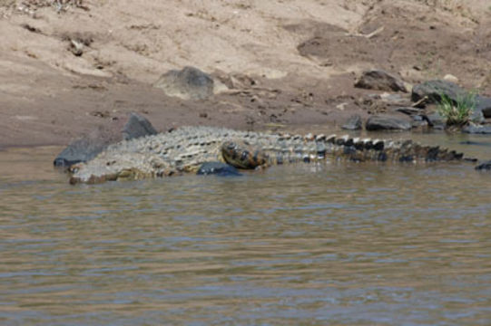 Image of Nile crocodile