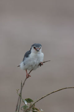 Image of African Pygmy-falcon