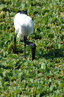 Image of African Sacred Ibis