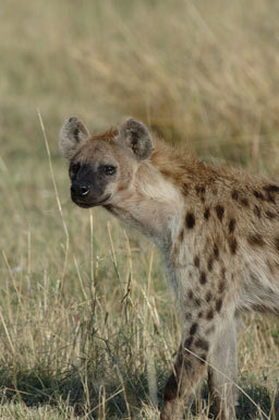 Image of Spotted Hyena