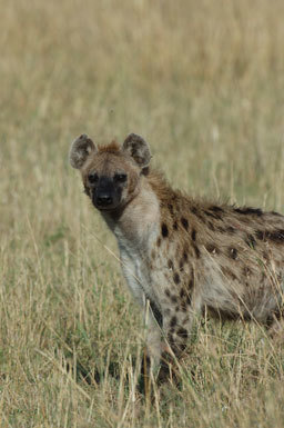 Image of Spotted Hyena