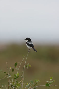 Plancia ëd Lanius dorsalis Cabanis 1878