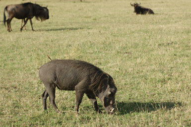 Image of Common Warthog