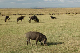 Image of Common Warthog