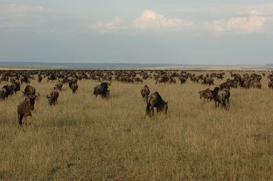 Image of Western white-bearded Wildebeest