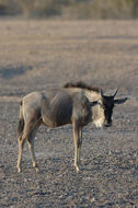 Image of Blue Wildebeest