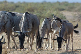 Image of Blue Wildebeest