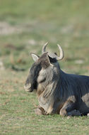 Image of Blue Wildebeest