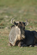 Image of Blue Wildebeest