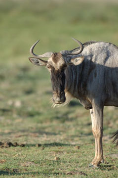 Image of Blue Wildebeest