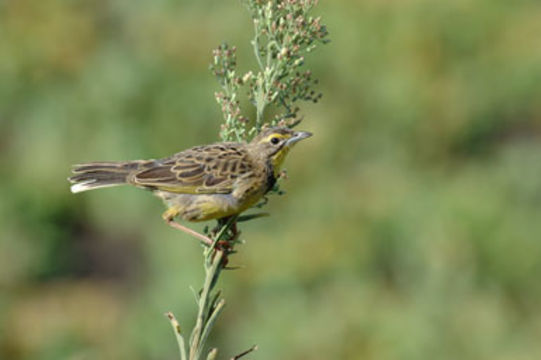 Image of Yellow-throated Longclaw