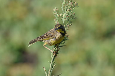 Image of Yellow-throated Longclaw
