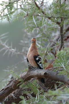 Image of African Hoopoe