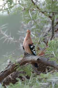 Image of African Hoopoe