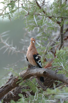 Image of African Hoopoe