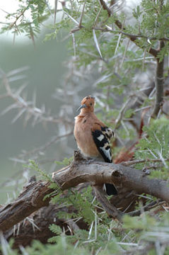 Image of African Hoopoe