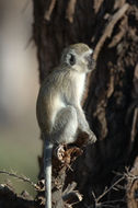 Image of Vervet Monkey