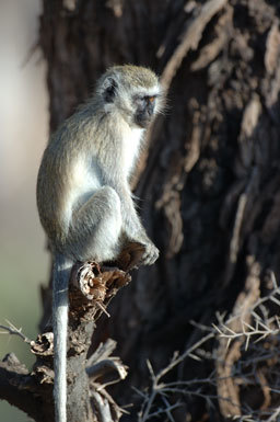 Image of Vervet Monkey