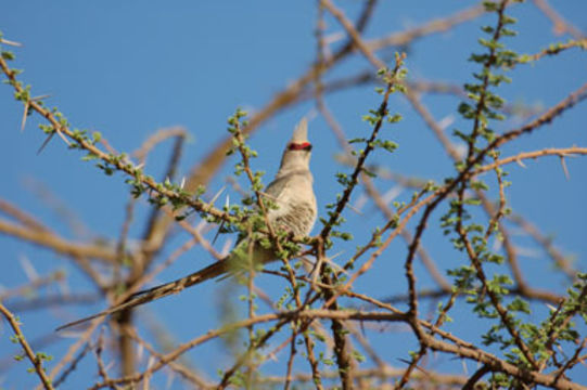 Image of Blue-naped Mousebird