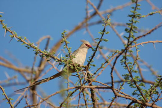 Image of Blue-naped Mousebird