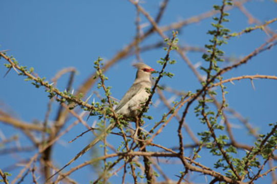 Image of Blue-naped Mousebird